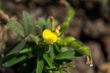 Tarlada güvercin tarlası