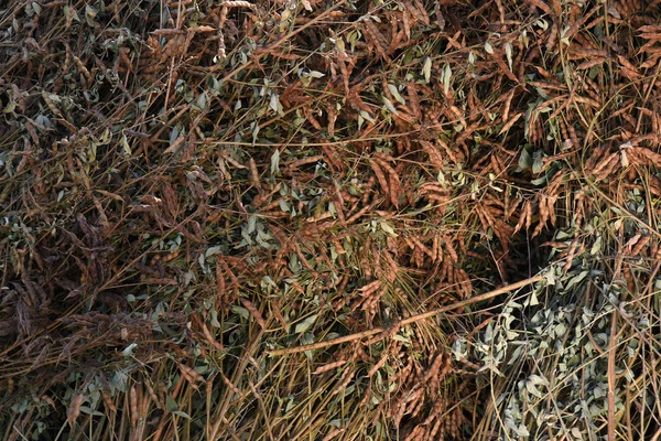 Cultivo de garbanzos en campo agrícola — Foto de Stock