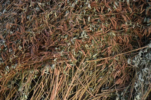 Pigeon pea crop in farm field field — Stock Photo, Image