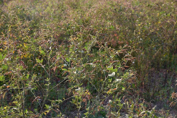 畑でのエンドウ豆の収穫 — ストック写真
