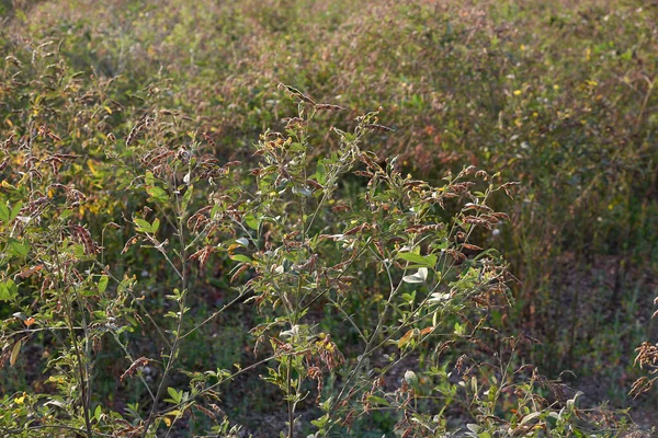 Cultivo de garbanzos en campo agrícola — Foto de Stock