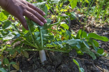 Turp tarlasında yetişir.