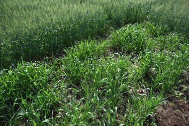 Tarlada yetişen Sorghum bitkileri (Jowar).