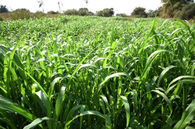 Tarlada yetişen Sorghum bitkileri (Jowar).