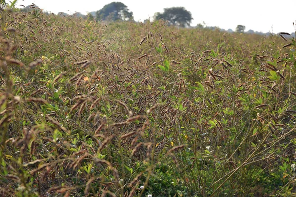 Cultivo de ervilha de pombo no campo de campo agrícola — Fotografia de Stock