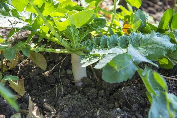 Radis poussent dans le champ de la ferme — Photo