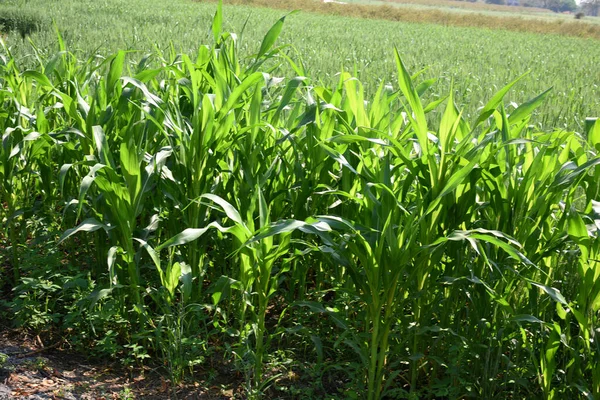 Plantes de sorgho (Jowar) cultivées dans les champs agricoles . — Photo