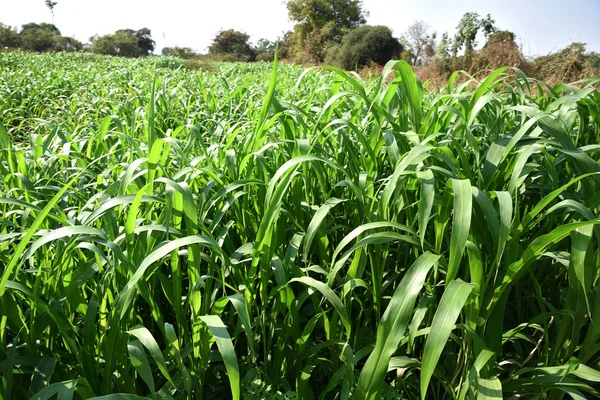 农田里生长的高粱植物(Jowar). — 图库照片