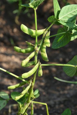 Tarlada taze yeşil soya bitkileri var.