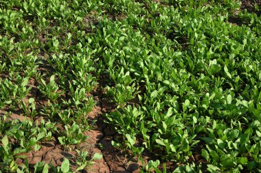 Organik çiftlikte taze ıspanak.