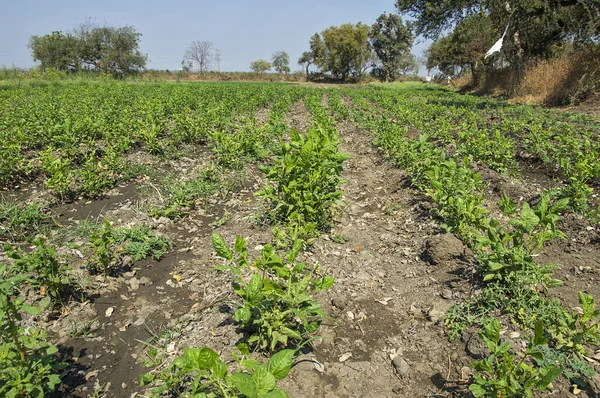 Plantes de soja vert frais dans le champ de la ferme — Photo