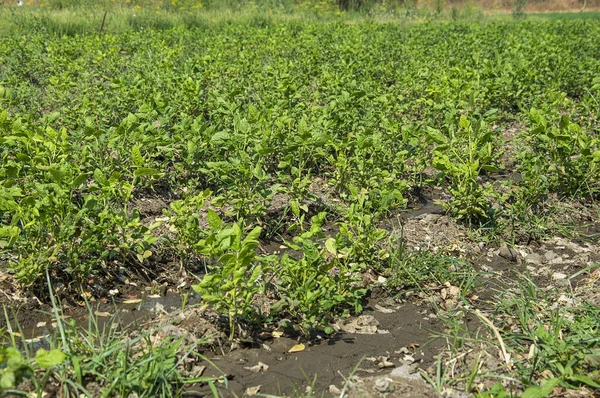 Plantas de soja verde fresca no campo da fazenda — Fotografia de Stock