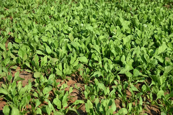 Épinards frais dans une ferme biologique — Photo