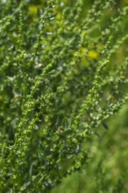 Organik çiftlikte taze ıspanak.