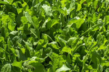 Organik çiftlikte taze ıspanak.