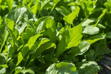 Organik çiftlikte taze ıspanak.