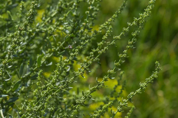 Verse spinazie op biologische boerderij — Stockfoto