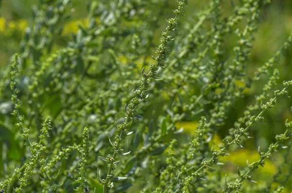 Frischer Spinat im Biobauernhof — Stockfoto