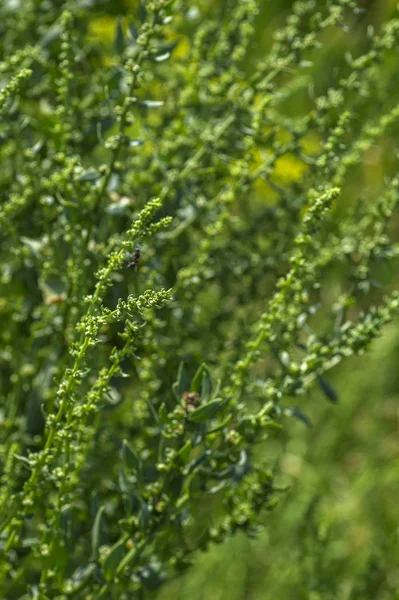 Espinacas frescas en granja ecológica — Foto de Stock