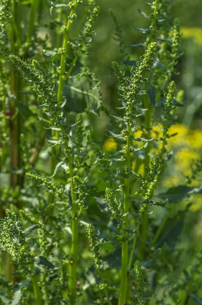 Organik çiftlikte taze ıspanak.