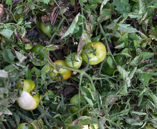 Fresh tomato plant in organic farm — Stock Photo, Image