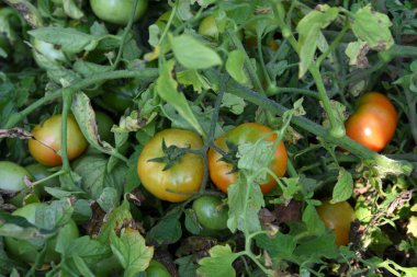 Organik çiftlikte taze domates.