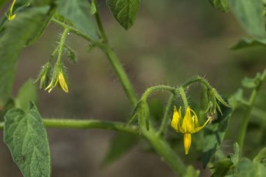 Organik çiftlikte taze domates.