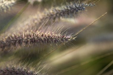 Bahçedeki Çimen Süslü Bitki Yumuşak odaklı arka plan