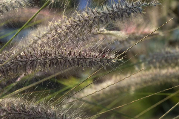 Fuente de hierba planta ornamental en el jardín con fondo de enfoque suave —  Fotos de Stock