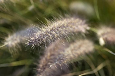 Bahçedeki Çimen Süslü Bitki Yumuşak odaklı arka plan