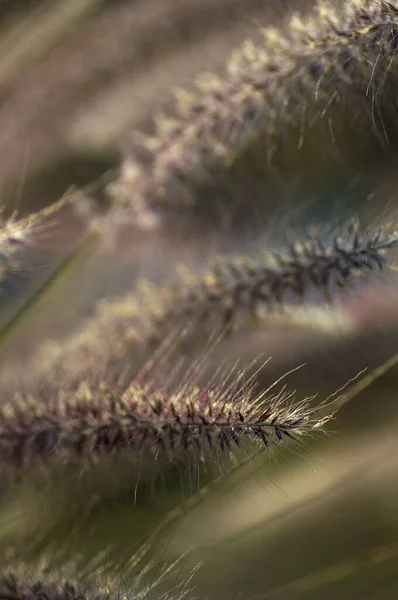 Fonte de grama Planta Ornamental em Jardim com foco suave fundo — Fotografia de Stock