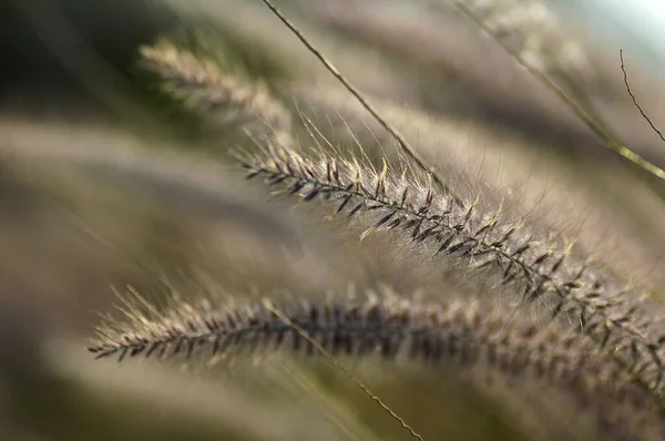 Fontana Impianto ornamentale erba in giardino con sfondo soft focus — Foto Stock