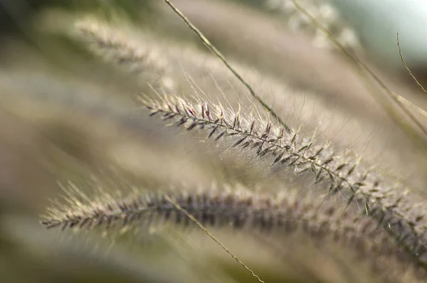 Brunnen Gras Zierpflanze im Garten mit weichem Fokus Hintergrund — Stockfoto