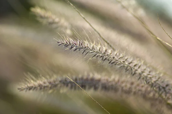 Fontein Gras sierplant in de tuin met zachte focus achtergrond — Stockfoto