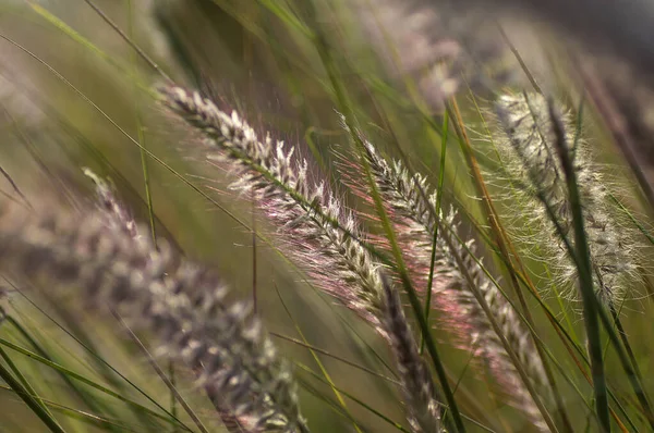 Fonte de grama Planta Ornamental em Jardim com foco suave fundo — Fotografia de Stock