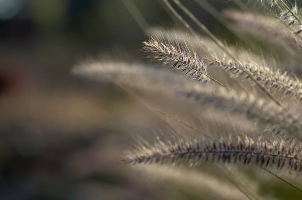 Fuente de hierba planta ornamental en el jardín con fondo de enfoque suave —  Fotos de Stock