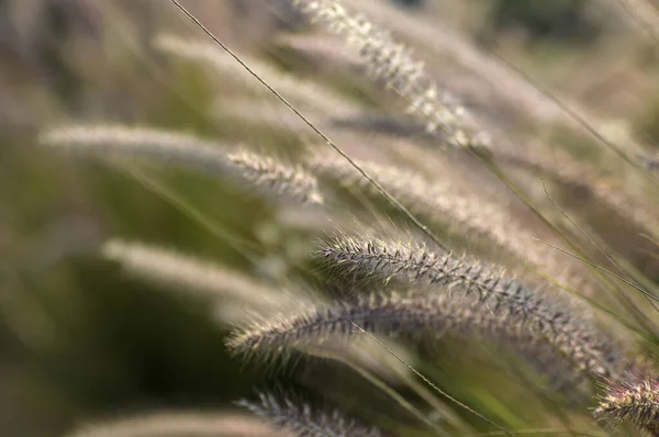 Fonte de grama Planta Ornamental em Jardim com foco suave fundo — Fotografia de Stock