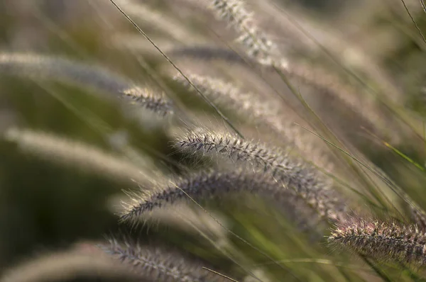 Brunnen Gras Zierpflanze im Garten mit weichem Fokus Hintergrund — Stockfoto