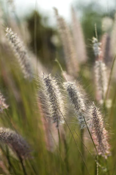 Fonte de grama Planta Ornamental em Jardim com foco suave fundo — Fotografia de Stock