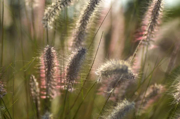 Brunnen Gras Zierpflanze im Garten mit weichem Fokus Hintergrund — Stockfoto