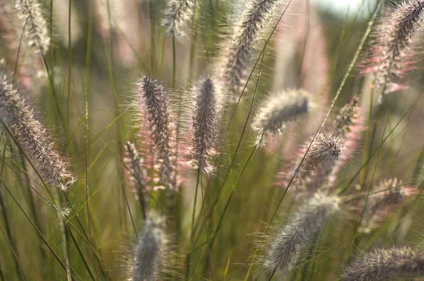 Fontána trávy okrasné rostliny v zahradě s měkkým ostřením pozadí — Stock fotografie