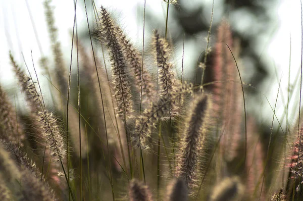 Fonte de grama Planta Ornamental em Jardim com foco suave fundo — Fotografia de Stock