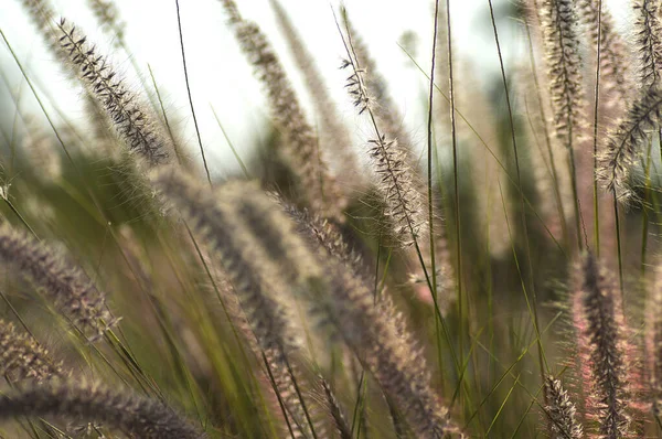 Fuente de hierba planta ornamental en el jardín con fondo de enfoque suave —  Fotos de Stock