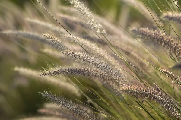 Fonte de grama Planta Ornamental em Jardim com foco suave fundo — Fotografia de Stock