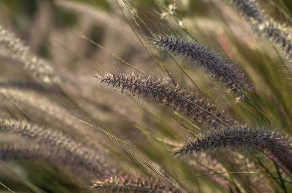 Fontein Gras sierplant in de tuin met zachte focus achtergrond — Stockfoto