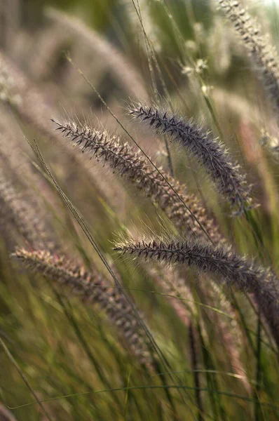 Brunnen Gras Zierpflanze im Garten mit weichem Fokus Hintergrund — Stockfoto