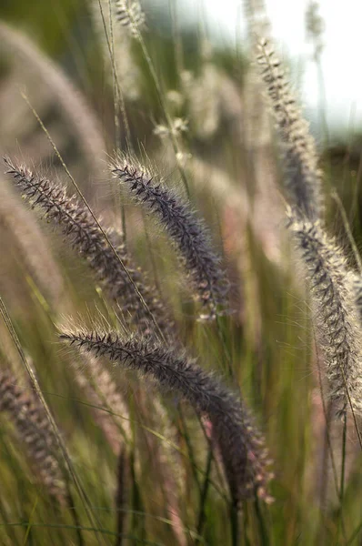 Fonte de grama Planta Ornamental em Jardim com foco suave fundo — Fotografia de Stock