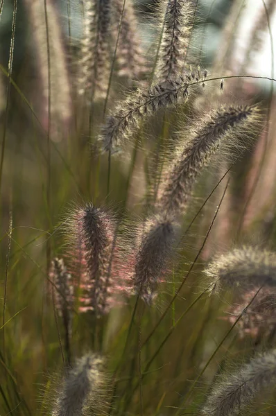 Fontana Impianto ornamentale erba in giardino con sfondo soft focus — Foto Stock