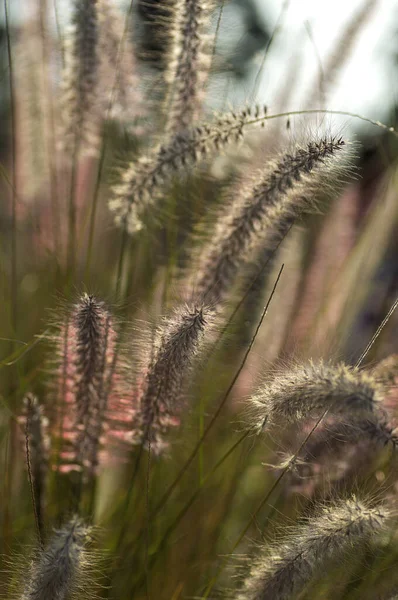 Fuente de hierba planta ornamental en el jardín con fondo de enfoque suave —  Fotos de Stock