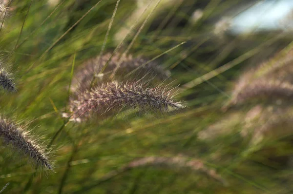 Brunnen Gras Zierpflanze im Garten mit weichem Fokus Hintergrund — Stockfoto